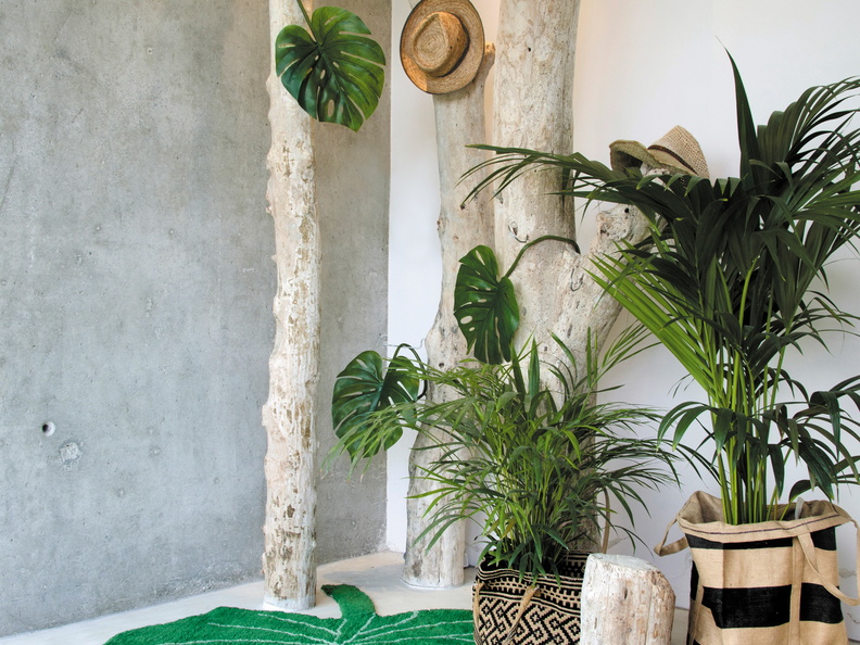 C-MONSTERA_7.jpg